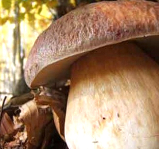 Sagra del Fungo Porcino Alcara Li Fusi 2025