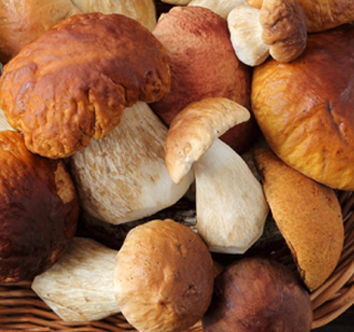 Sagra del Fungo Porcino Colle di Fuori di Rocca Priora 2026