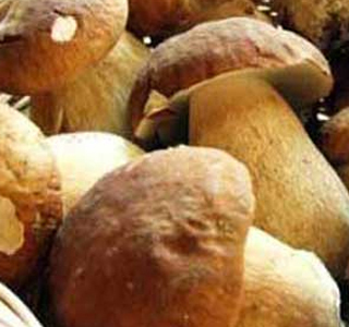 Sagra del Fungo Porcino Rocca Santa Maria 2026