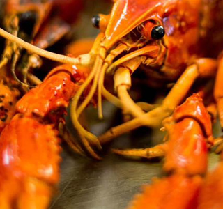 Sagra del Gambero e del Pesce del Lago Trasimeno San Savino di Magione 2024