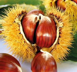 Sagra del Marrone Segnino Segni 2025