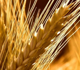 Sagra del Pane Loreo 2023
