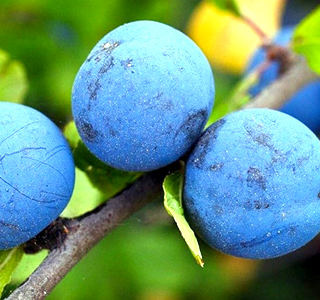 Sagra del Prugnolo e Giornate del Pastore Pieve Santo Stefano 2026