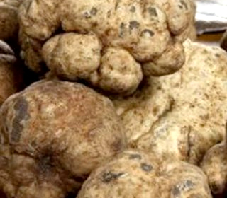 Sagra del Tartufo Bianchetto di Maremma Grosseto 2023