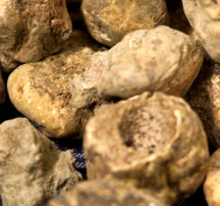 Sagra del Tartufo Bianco e del Fungo Balconevisi 2026