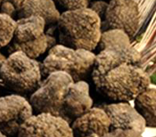 Sagra del Tartufo Castel del Rio (BO) 2024