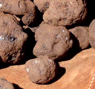 Sagra del Tartufo Nero Pregiato di Carpineto Romano 2026