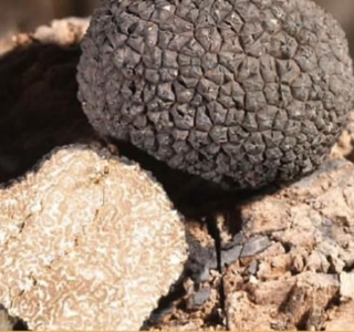 Sagra del Tartufo Sambuca di Sicilia 2025