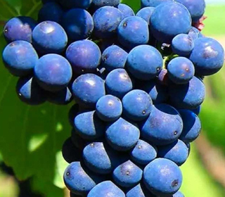 Sagra del Vino Tipico Romagnolo Cotignola 2023