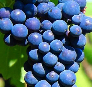 Sagra del Vino Tipico Romagnolo Cotignola 2026