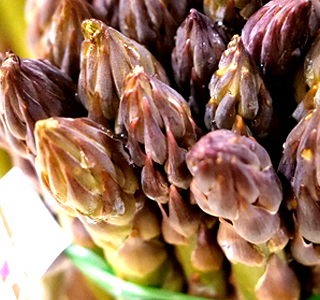 Sagra dell'Asparago di Santena Santena 2026