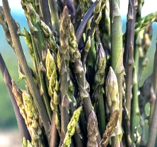 Sagra dell'Asparago Selvatico Poggio Moiano 2026