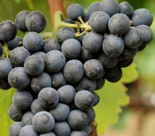 Sagra dell'Uva Cesanese del Piglio 2023