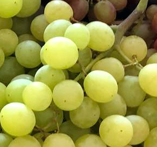Sagra dell'Uva Misinto 2025