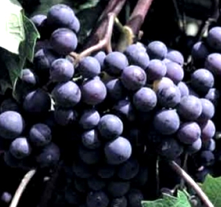 Sagra dell'Uva Pontida (BG) 2024