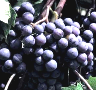 Sagra dell'Uva Pontida 2025