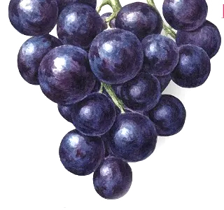 Sagra dell'Uva Priora di Sorrento 2025