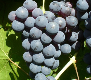 Sagra dell’Uva Quagliano Costigliole Saluzzo 2023