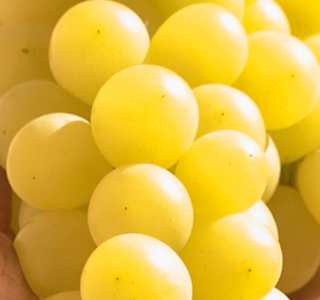 Sagra dell'Uva Rutigliano 2026