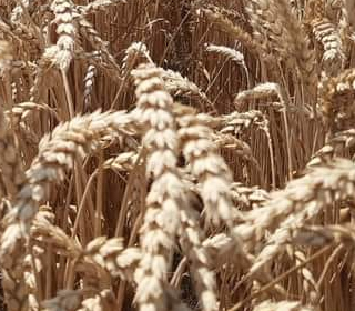 Sagra della Beata Vergine delle Grazie San Biagio di San Felice sul Panaro 2024