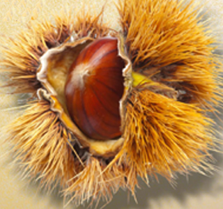 Sagra della Castagna e dei Prodotti Tipici Piegaro 2025