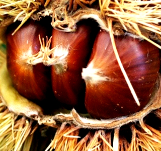 Sagra della Castagna Montelanico 2025