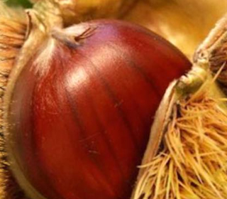 Sagra della Castagna Ranchio 2023