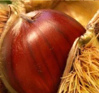 Sagra della Castagna Ranchio 2026
