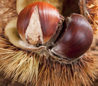 Sagra della Castagna Ufarella Treglia 2023