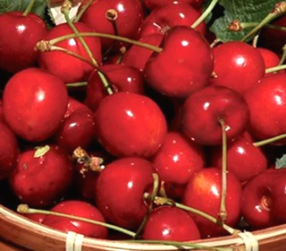 Sagra della Cerasa Cilentana Carullo 2023