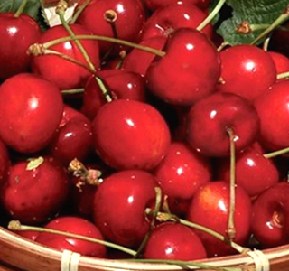 Sagra della Cerasa Cilentana Carullo 2025