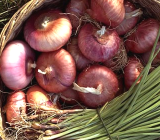 Sagra della Cipolla di Treschietto 2026