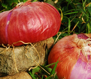 Sagra della Cipolla Dolce di Pignona & Fiera dell'Agricoltura Sesta Godano 2024