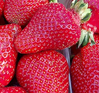 Sagra della Fragola Sommariva Perno 2026