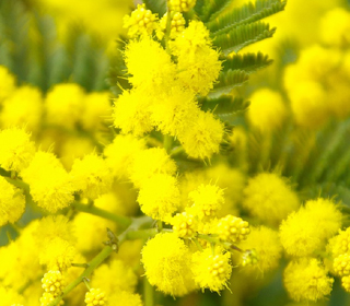 Sagra della Mimosa Pieve Ligure (GE) 2023