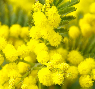 Sagra della Mimosa Pieve Ligure 2026