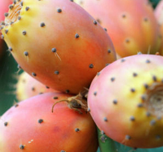 Sagra della Mostarda e del Ficodindia Militello in Val di Catania 2025