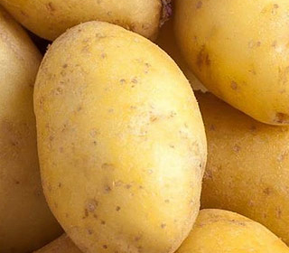 Sagra della Patata San Nicolò di Argenta 2023