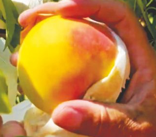 Sagra della Pesca Leonforte 2023
