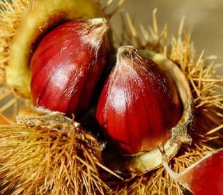 Sagra delle Castagne Soriano nel Cimino 2023