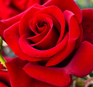 Sagra delle Rose Santa Lucia di Fonte Nuova 2026