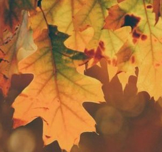 Sapori e Profumi d'Autunno Lainese Laino Borgo 2026