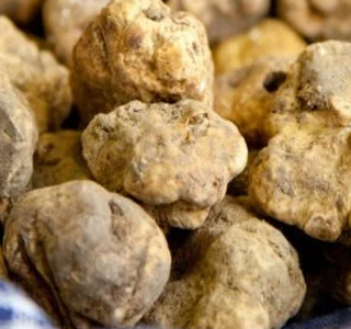 Tartufesta Pianoro (BO) 2025