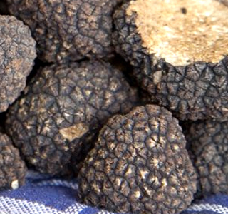 Tartufo Re Torrebruna 2025