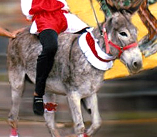Terre Patavine e Palio dell'Asino Lissaro 2024