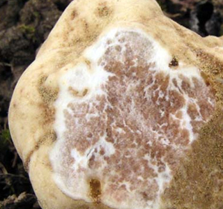 Tuber Magnatum Poggio Umbricchio (TE) 2024