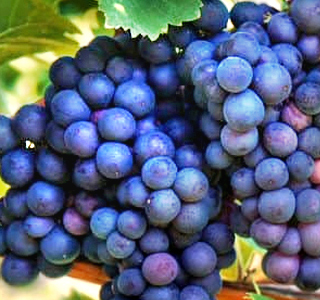 Vendemmia Fest Castelfranci 2026
