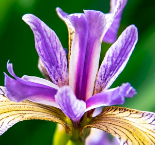 Yacht & Garden Marina Genova 2026