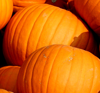 Zucca in Festa Ostellato 2025
